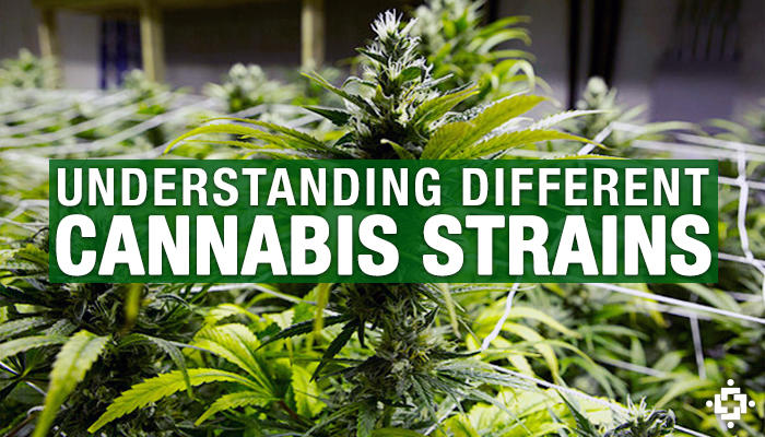 What do the different types of marijuana strains mean?