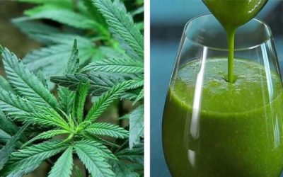Health Benefits of Raw Cannabis-Juicing with Cannabis