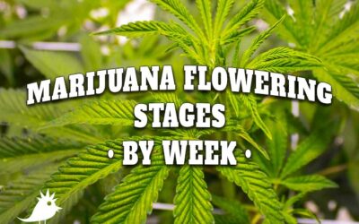 Flowering Stages of Marijuana Plants