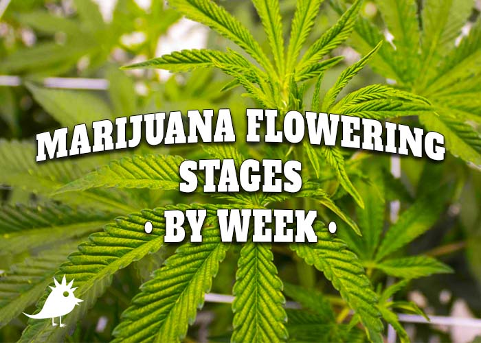 Flowering Stages of Marijuana Plants