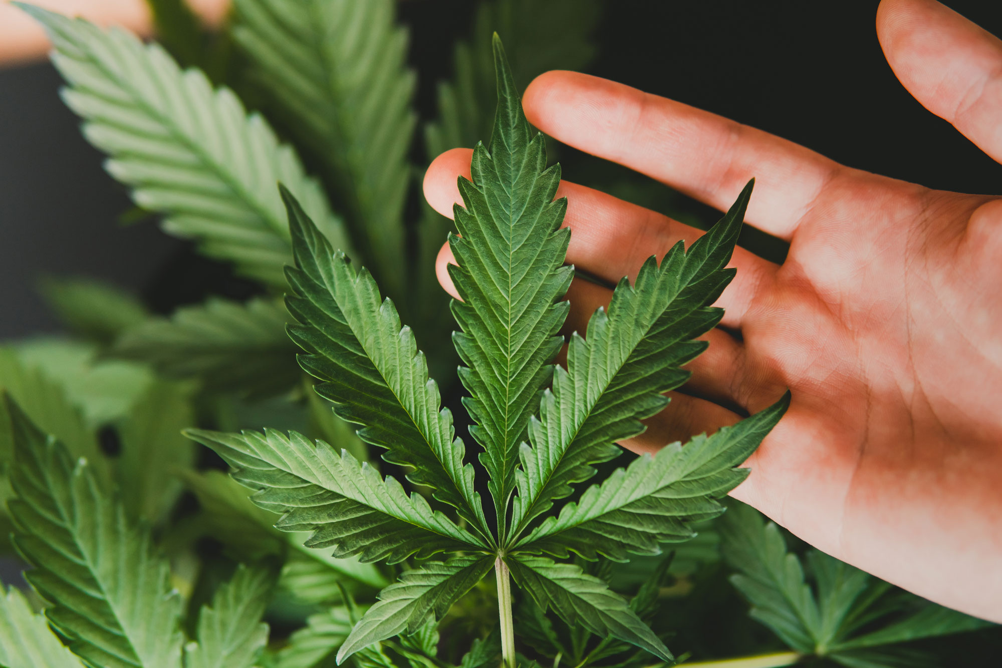 an image of a cannabis leaf with a hand in the background